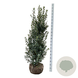 Ilex meserv. 'Heckenpracht' 150-175 cm met kluit extra