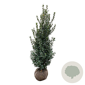 Ilex meserv. 'Heckenpracht' 175-200 cm met kluit extra