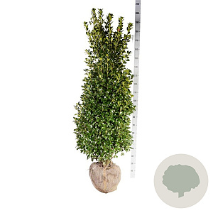 Ilex meserv. 'Heckenstar' 150-175 cm met kluit extra