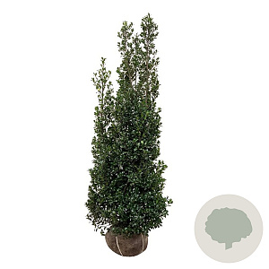 Ilex meserv. 'Heckenstar' 175-200 cm met kluit extra