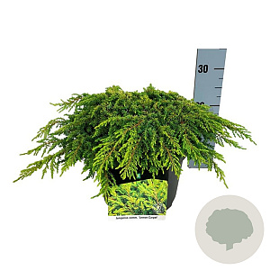 Juniperus comm. 'Lemon Carpet' 30-40 cm 6,5L