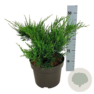 Juniperus pf. 'Mint Julep' 30-40 cm 6,5L