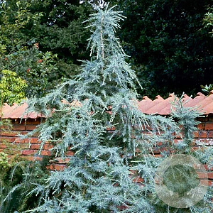 Cedrus deod. 'Karl Fuchs' 175-200 cm met kluit