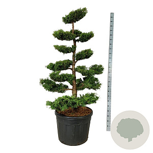 Juniperus pf. 'Pfitzeriana Aurea' 150-175 cm cont. 130L bonsai