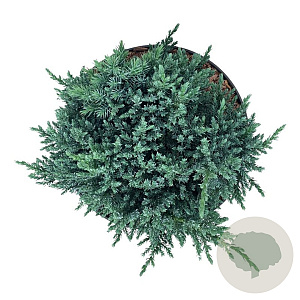 Juniperus squamata 'Tropical Blue' 25-30 cm 6,5L