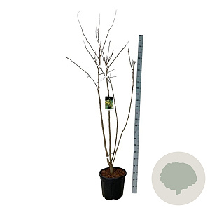 Koelreuteria paniculata 175-200 cm 30L extra