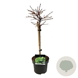 Larix decidua 'Little Bogle' 40 cm stam 5,0L