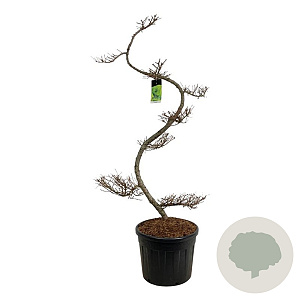 Larix kaempferi 175 cm op cont. 90L bonsai