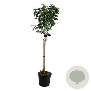 Magnolia 'Pink Beauty' 120 cm stam cont. 55L extra