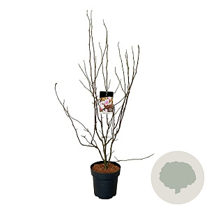 Magnolia soulangeana 125-150 cm 15L