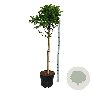 Magnolia soul. 'Alba Superba' 120 cm stam cont. 55L extra