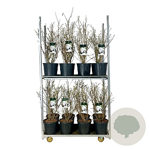 Magnolia stellata 80-100 cm 15L