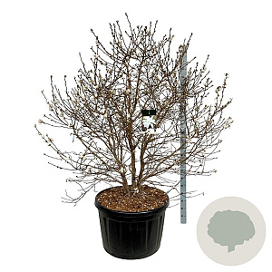 Magnolia stellata 175-200 cm cont. 230L solitair