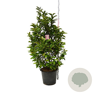 Magnolia 'Susan' 150-175 cm cont. 55L extra