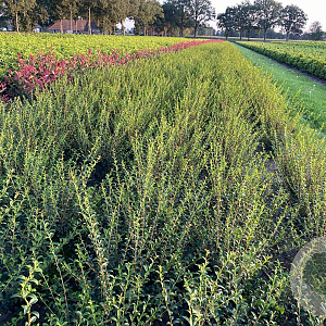 Osmanthus burkwoodii 60-80 cm met kluit