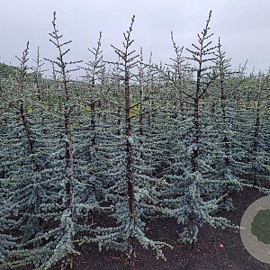 Cedrus l. 'Glauca' 150-175 cm met kluit