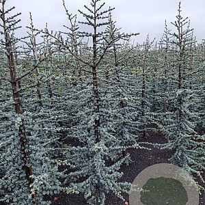 Cedrus l. 'Glauca' 150-175 cm met kluit