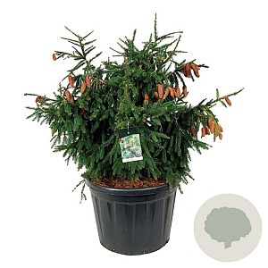 Picea a. 'Acrocona' 100-125 cm cont. 180L solitair