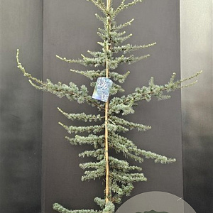 Cedrus l. 'Glauca' 150-175 cm 10L