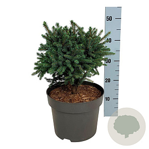 Picea gl. 'Echiniformis' 25-30 cm 7,5L