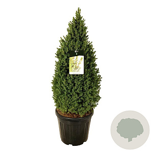 Picea gl. Perfecta 80-100 cm 30L extra
