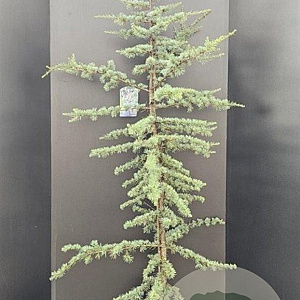 Cedrus l. 'Glauca' 175-200 cm 10L