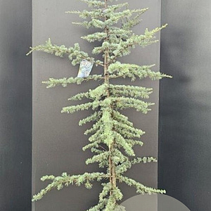 Cedrus l. 'Glauca' 175-200 cm 10L