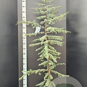 Cedrus l. 'Glauca' 175-200 cm 10L