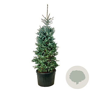 Picea pungens 'Edith' 225-250 cm cont. 230L solitair