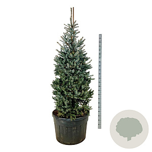 Picea pungens 'Erich Frahm' 175-200 cm cont. 180L solitair