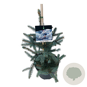 Picea pungens 'Fat Albert' 50-60 cm 7,5L