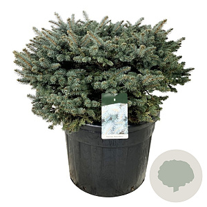 Picea pungens 'Glauca Globosa' 100-125 cm cont. 130L solitair