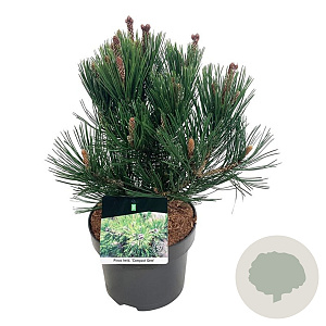 Pinus heldreichii 'Compact Gem' 30-40 cm 4,5L