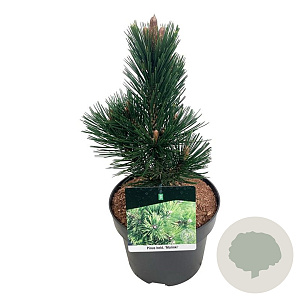 Pinus heldreichii 'Malinki' 25-30 cm