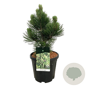 Pinus heldreichii 'Malinki' 40-50 cm 15L
