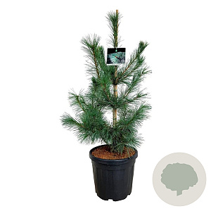 Pinus monticola 'Ammerland' 100-125 cm 30L extra