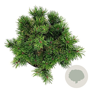 Pinus mugo 'Carsten's Wintergold' 15-20 cm