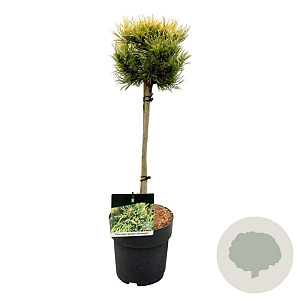Pinus mugo 'Carsten's Wintergold' 40 cm stam 5,0L