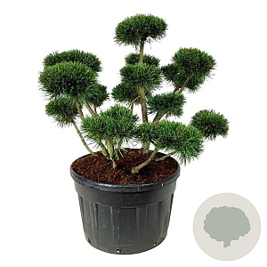 Pinus mugo 'Gnom' 100-125 cm cont. 230L bonsai