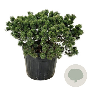 Pinus mugo 'Gnom' 60-80 cm cont. 110L solitair