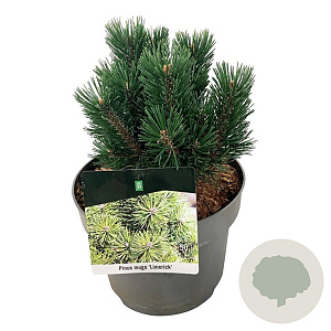 Pinus mugo 'Limerick' 15-20 cm