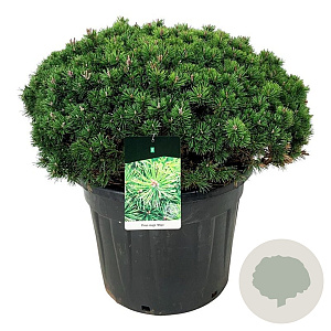 Pinus mugo 'Mops' 80-100 cm cont. 90L solitair