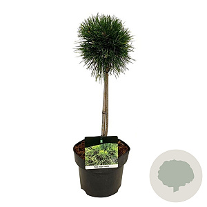 Pinus mugo 'Varella' 40 cm stam 5,0L