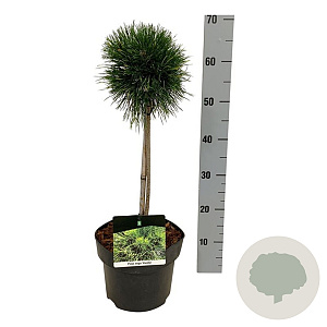 Pinus mugo 'Varella' 40 cm stam 5,0L