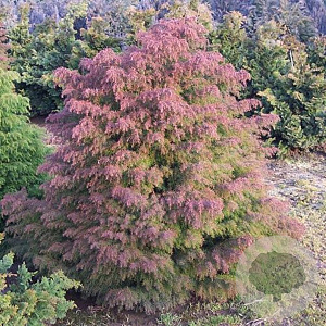 Cryptomeria j. 'Elegans' 80-100 cm 7,5L
