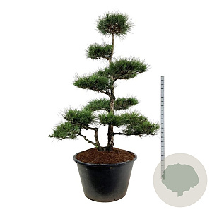 Pinus nigra nigra 225-250 cm cont. 500L bonsai