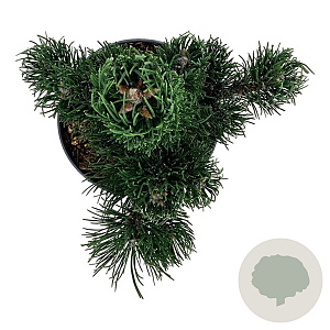 Pinus nigra 'Oregon Green' 40-50 cm P21