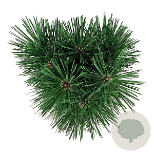 Pinus nigra 'Pyramidalis' 40-50 cm P21