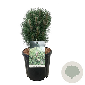 Pinus nigra 'Richard' 30-40 cm 15L