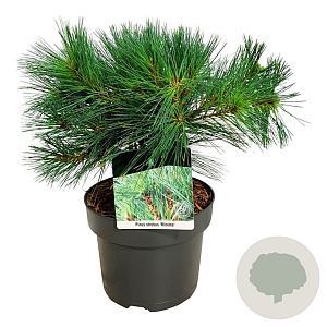 Pinus strobus 'Minima' 25-30 cm